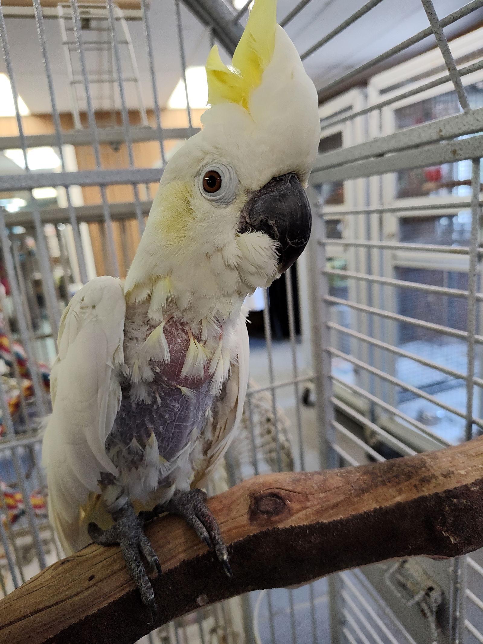Enlarge Lucy, a Adoptable Cockatoo in Inverness, FL image 1/1