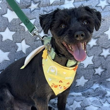 Enlarge Lucky, an adoptable mixed breed in Albany, NY image 1/6