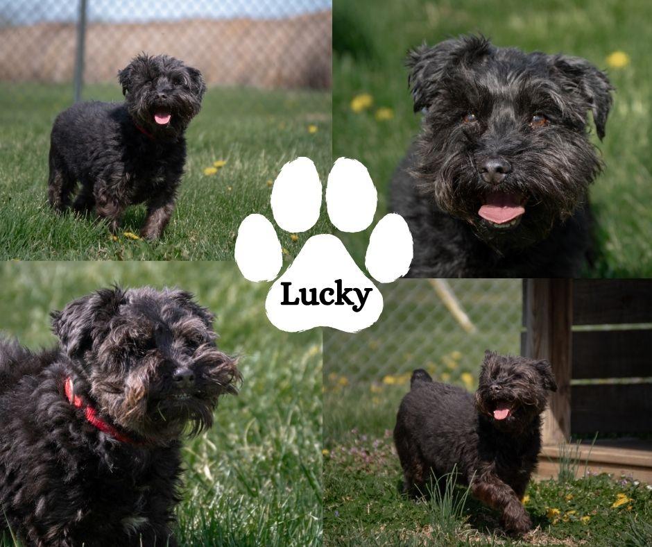 Enlarge Lucky, a Adoptable mixed breed in Albany, NY image 6/6
