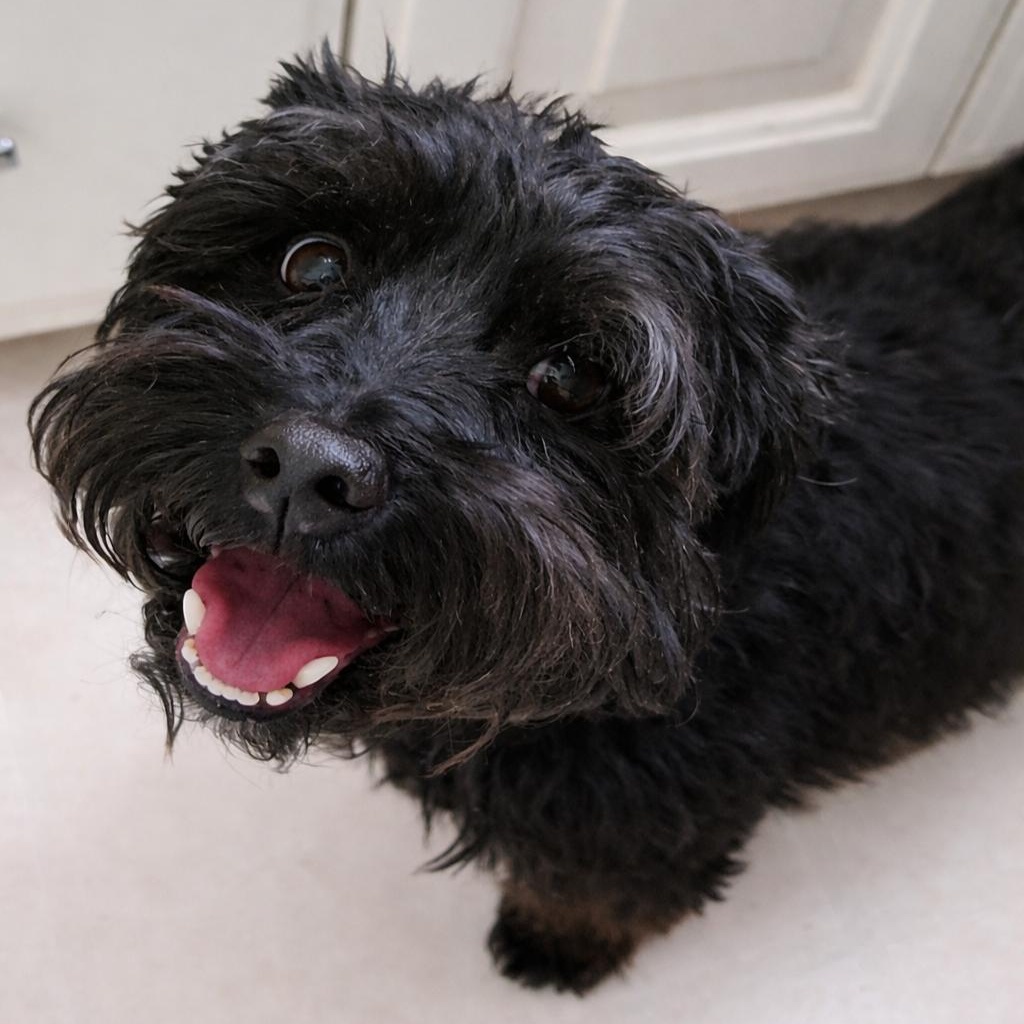 Lucky, Adoptable, Senior Male Terrier.