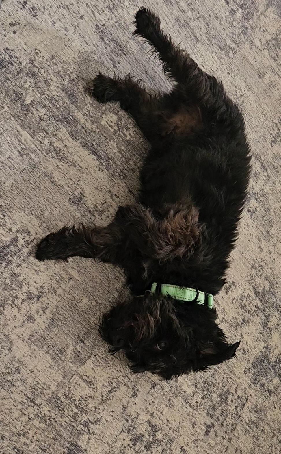 Enlarge Lucky, a Adoptable mixed breed in Albany, NY image 3/6