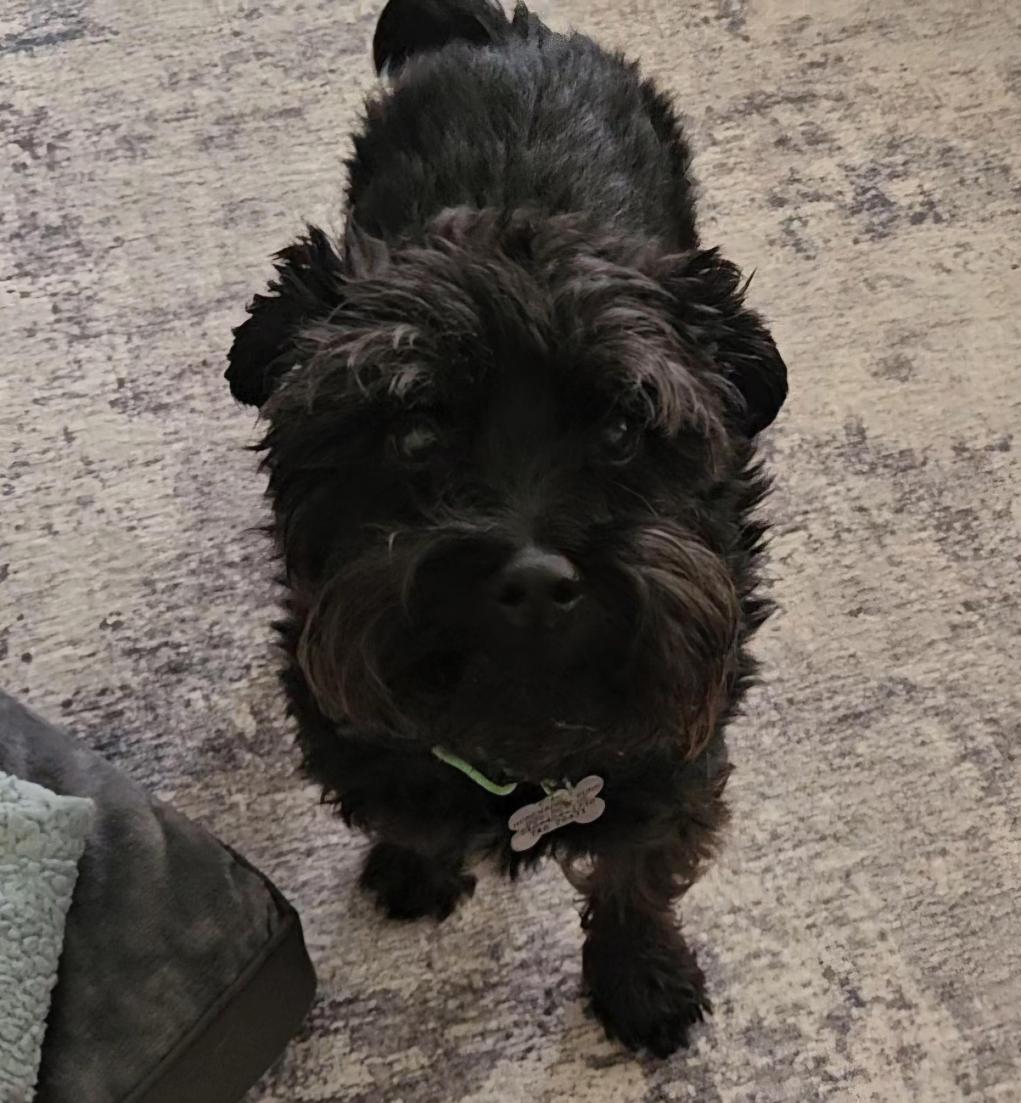 Enlarge Lucky, a Adoptable mixed breed in Albany, NY image 2/6