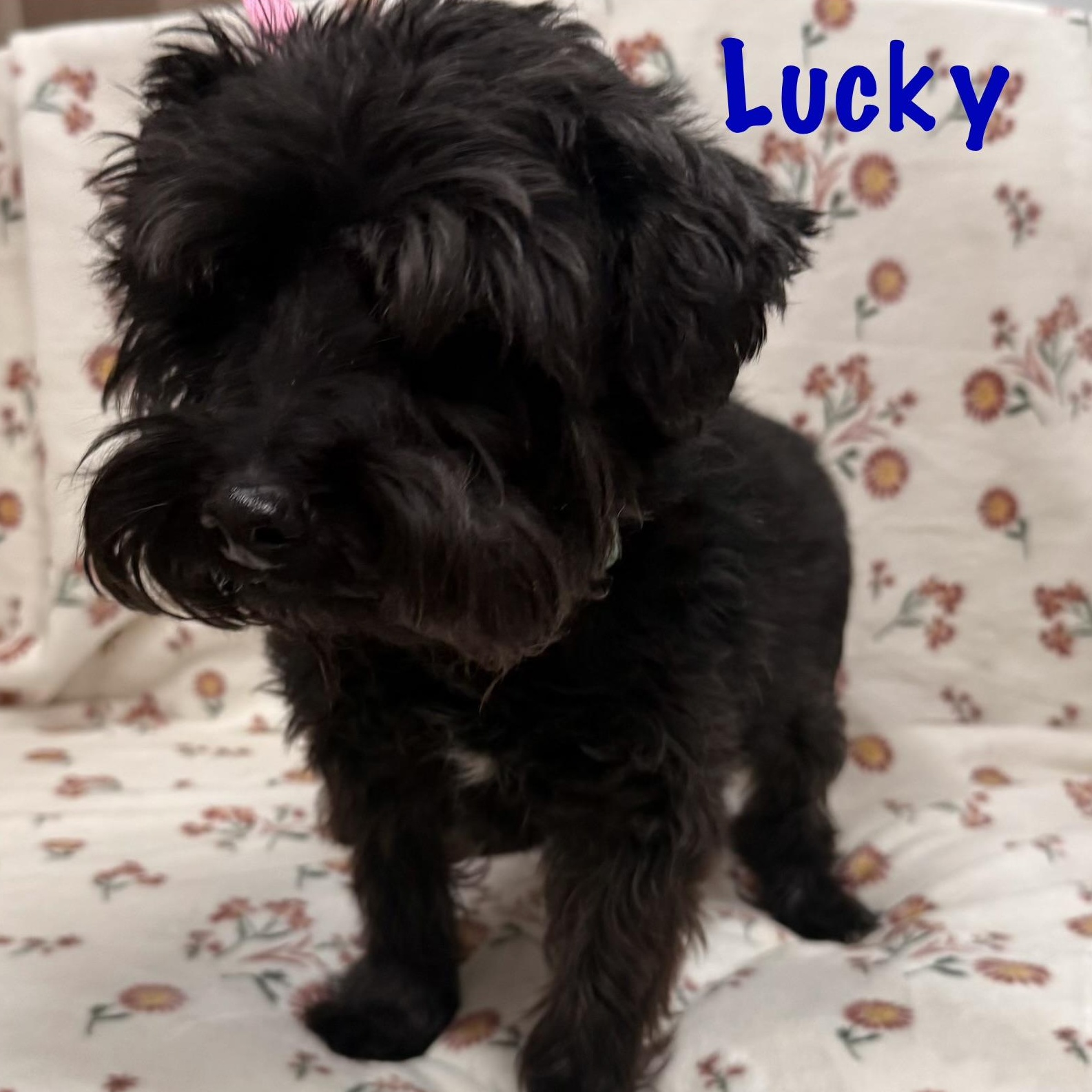 Enlarge Lucky, a Adoptable mixed breed in Albany, NY image 5/6