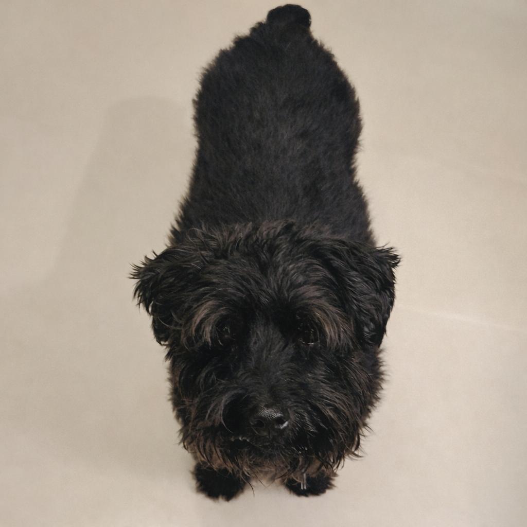 Enlarge Lucky, a Adoptable mixed breed in Albany, NY image 4/6