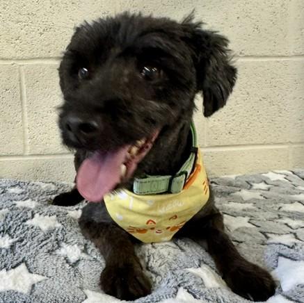 Enlarge Lucky, an adoptable mixed breed in Albany, NY image 2/6