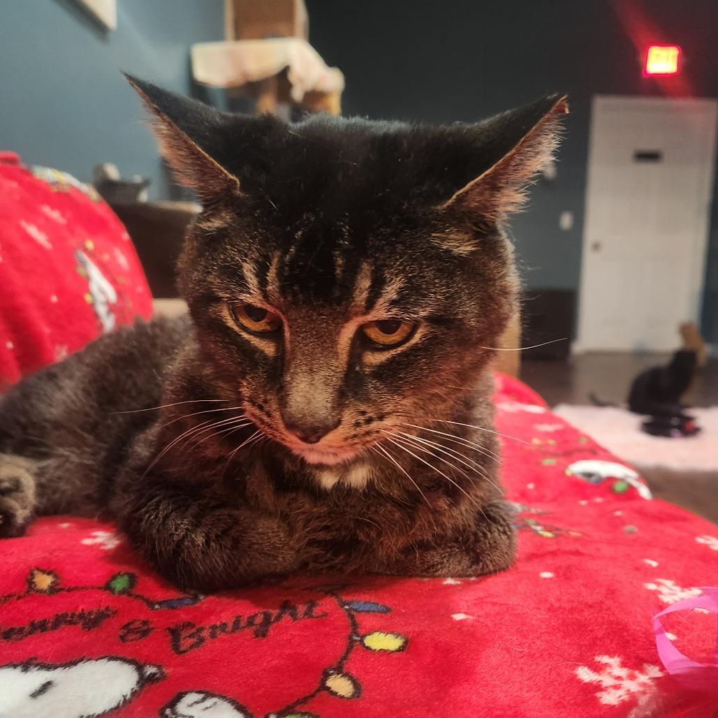 Enlarge Theo, a Adoptable Domestic Short Hair in Nashville, TN image 1/1