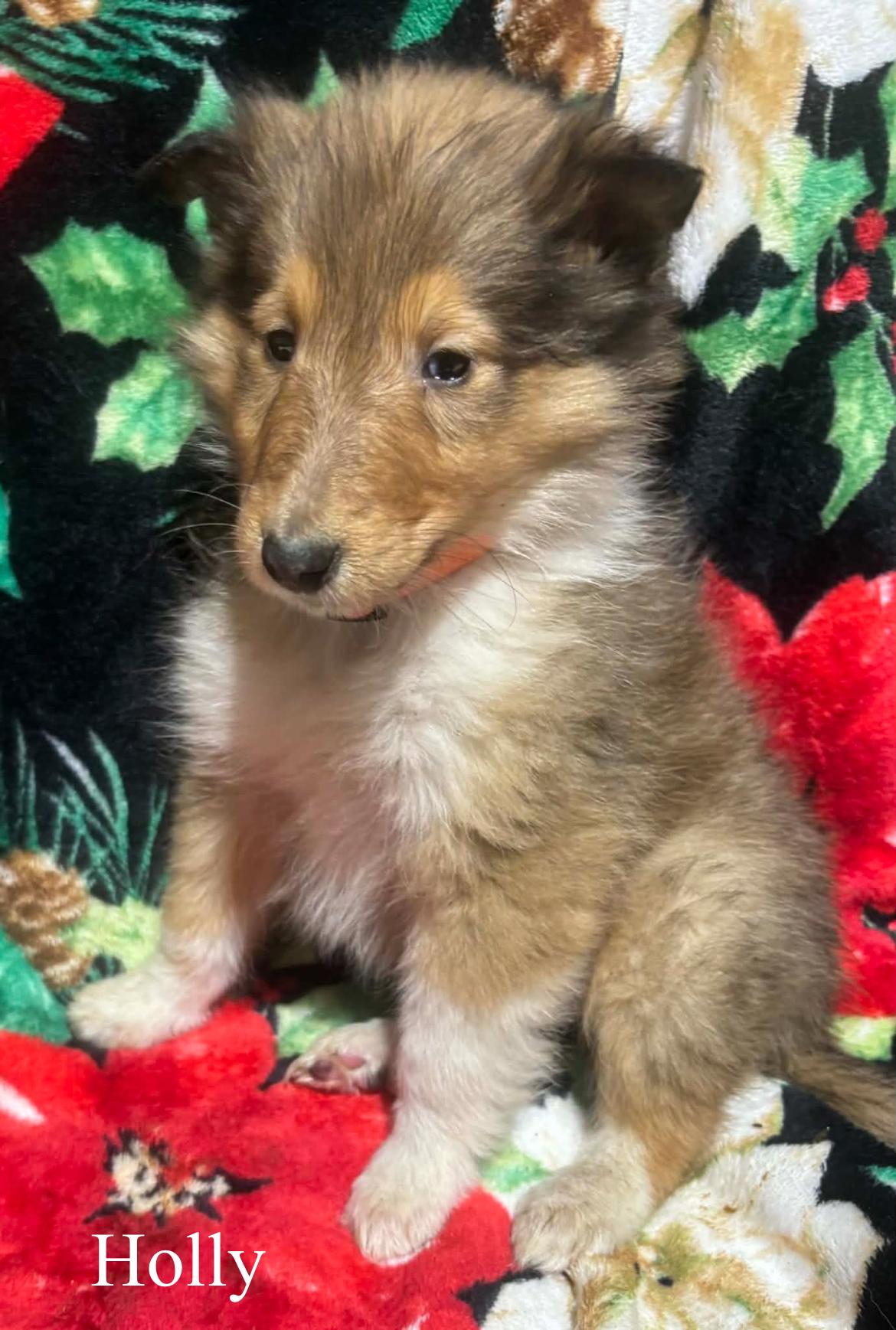 Holly!!, ADOPTABLE, Puppy Female Rough Collie.