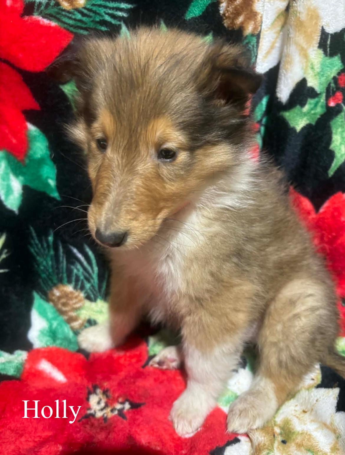 Holly!!, a hold Rough Collie in Celina, OH image 2/4