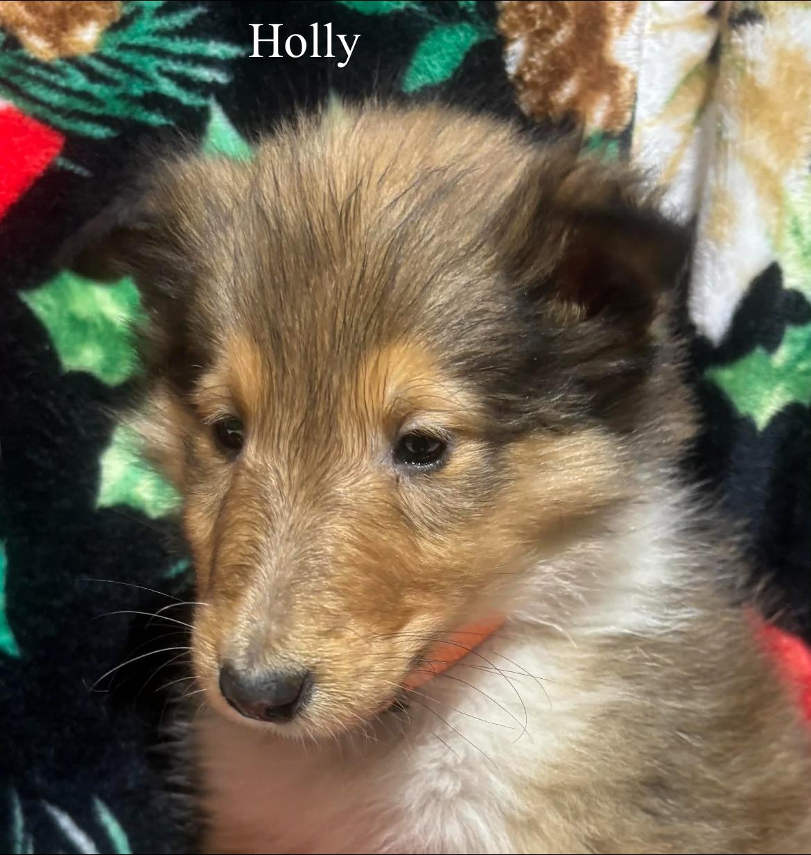 Holly!!, a hold Rough Collie in Celina, OH image 3/4