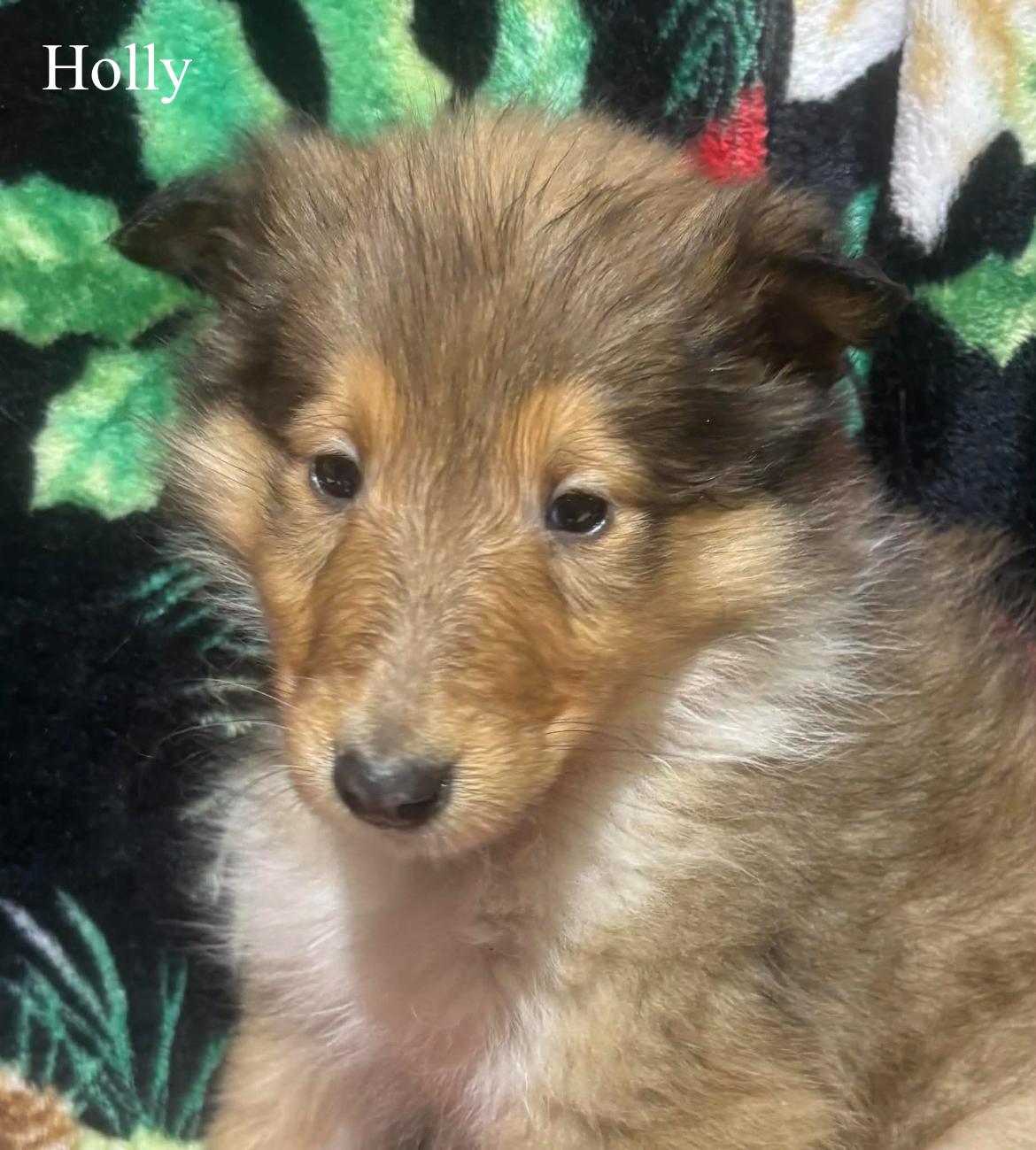 Holly!!, a hold Rough Collie in Celina, OH image 4/4