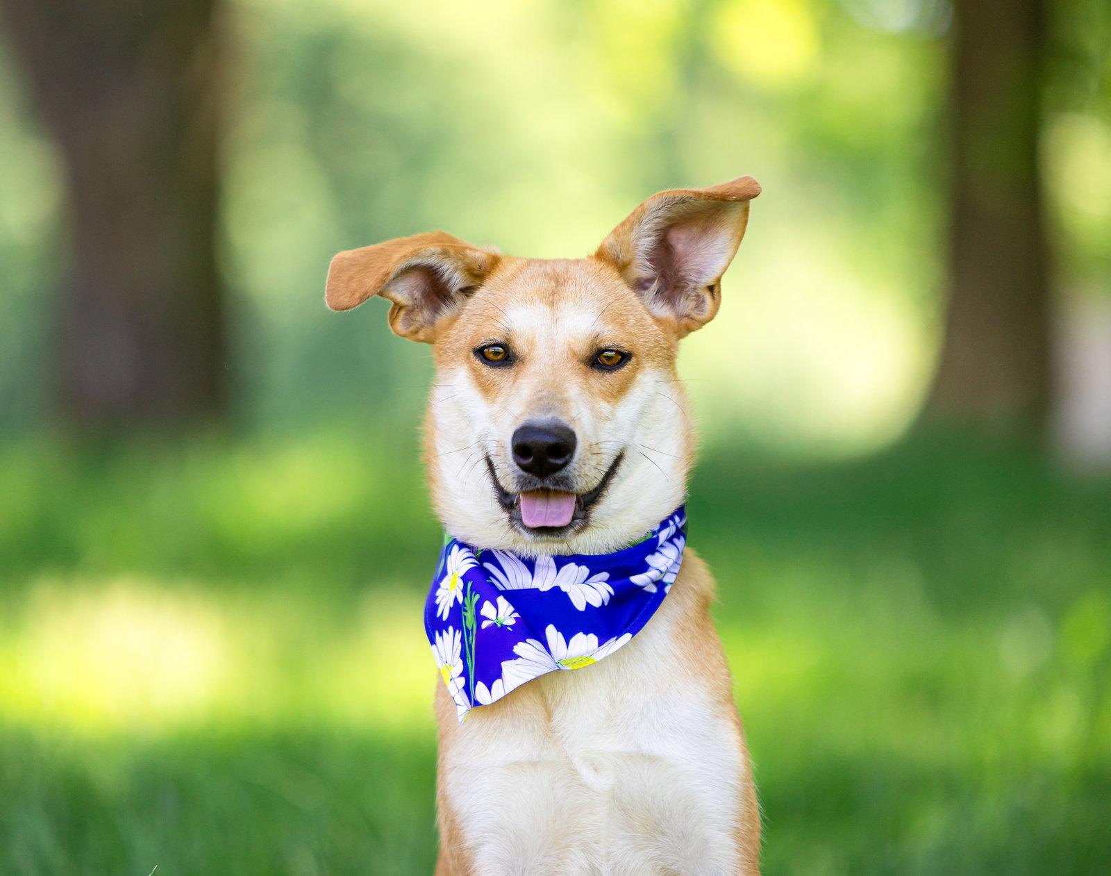 Enlarge Mika, a Adoptable Shepherd in Coatesville, PA image 1/3