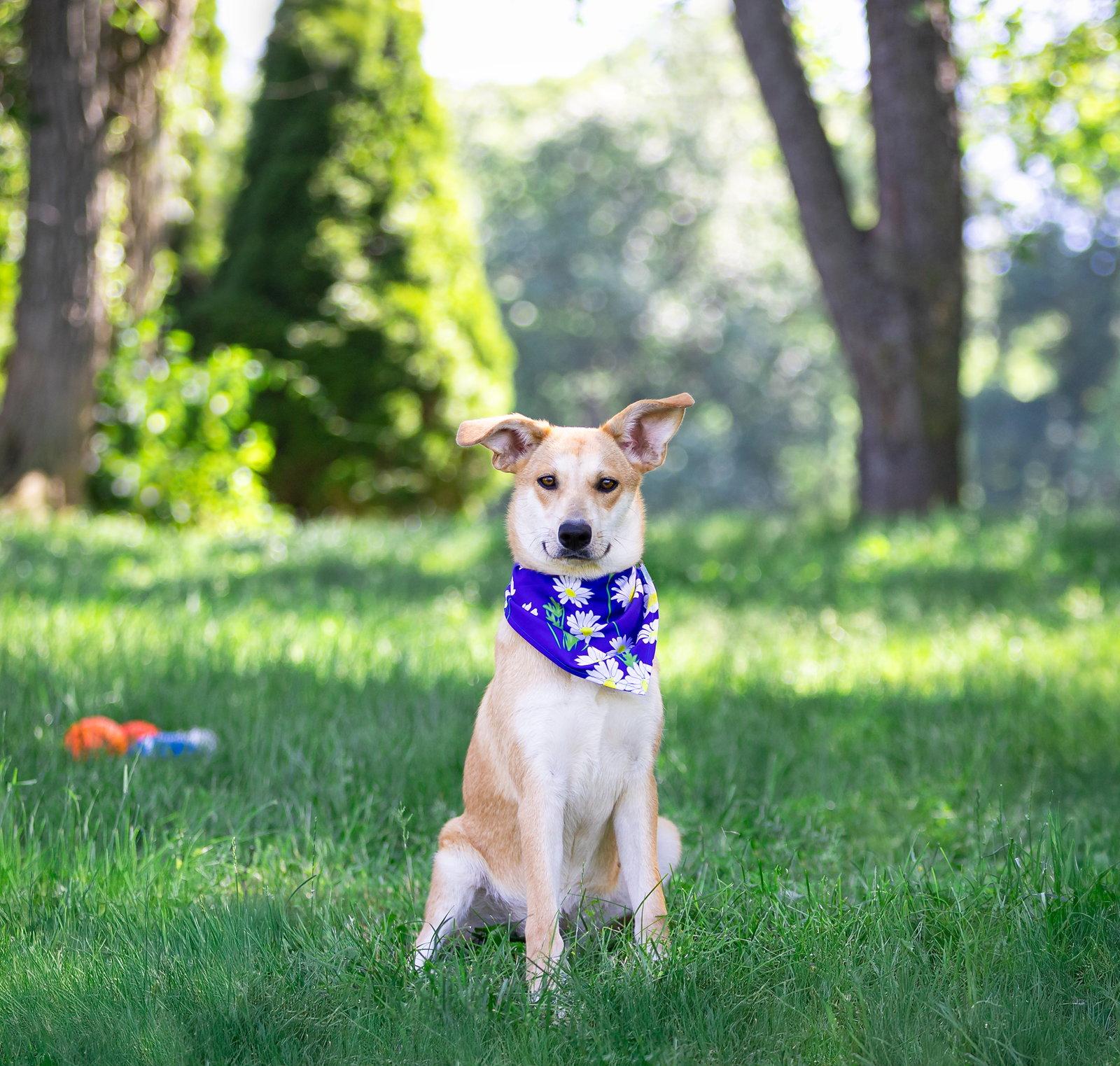 Enlarge Mika, a Adoptable Shepherd in Coatesville, PA image 3/3