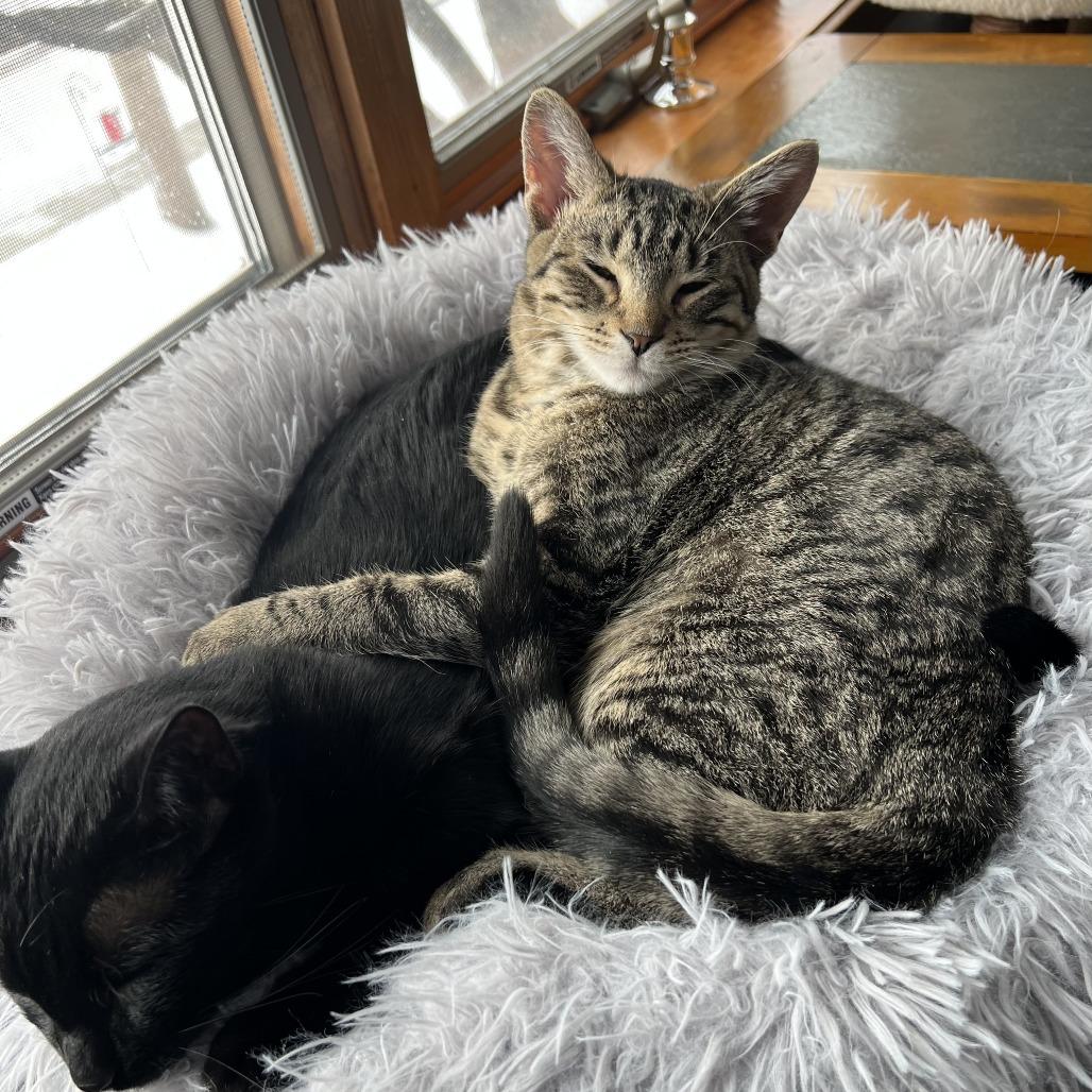 Enlarge Vinyl--In Foster, a Adoptable Domestic Short Hair in Fargo, ND image 1/6