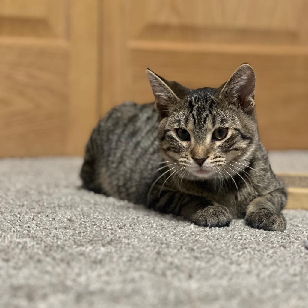 Enlarge Vinyl--In Foster, a Adoptable Domestic Short Hair in Fargo, ND image 2/6