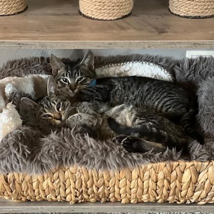 Enlarge Vinyl--In Foster, a Adoptable Domestic Short Hair in Fargo, ND image 3/6