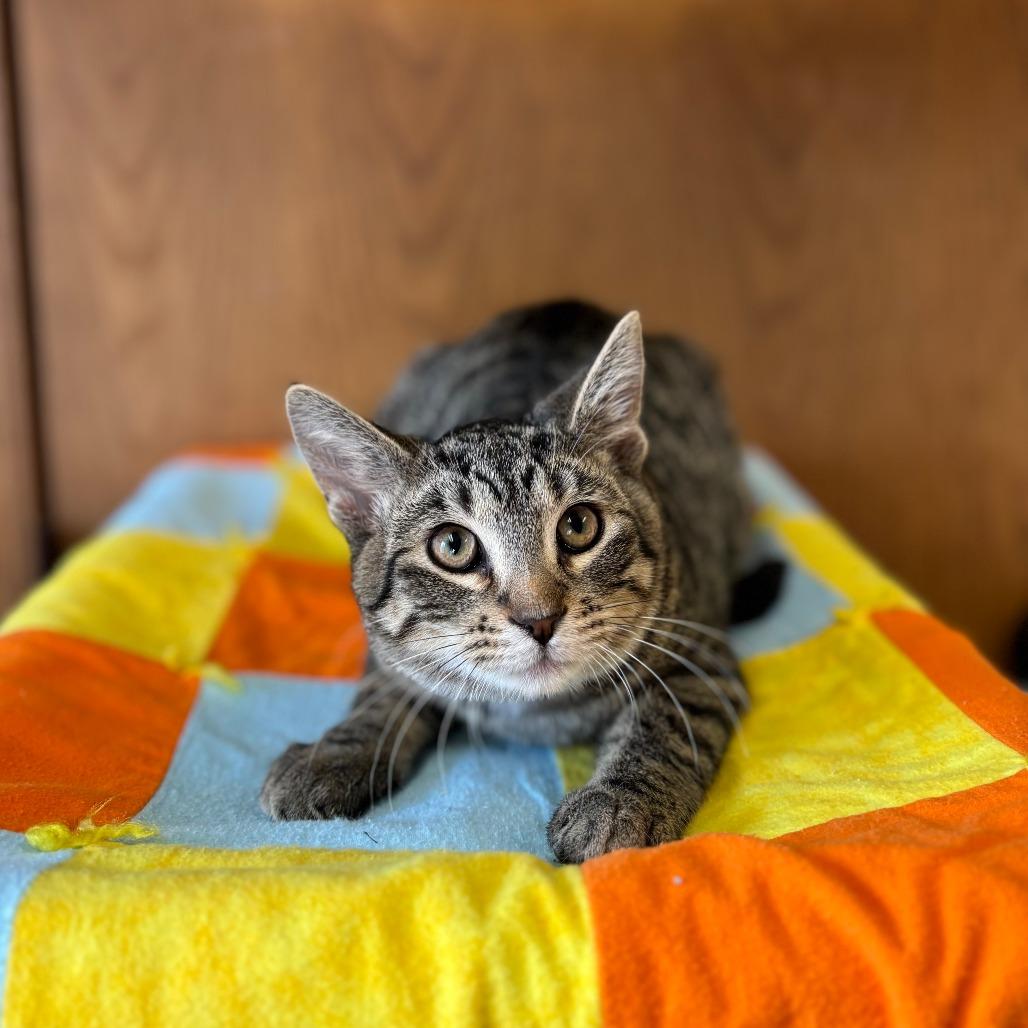 Enlarge Vinyl--In Foster, a Adoptable Domestic Short Hair in Fargo, ND image 4/6