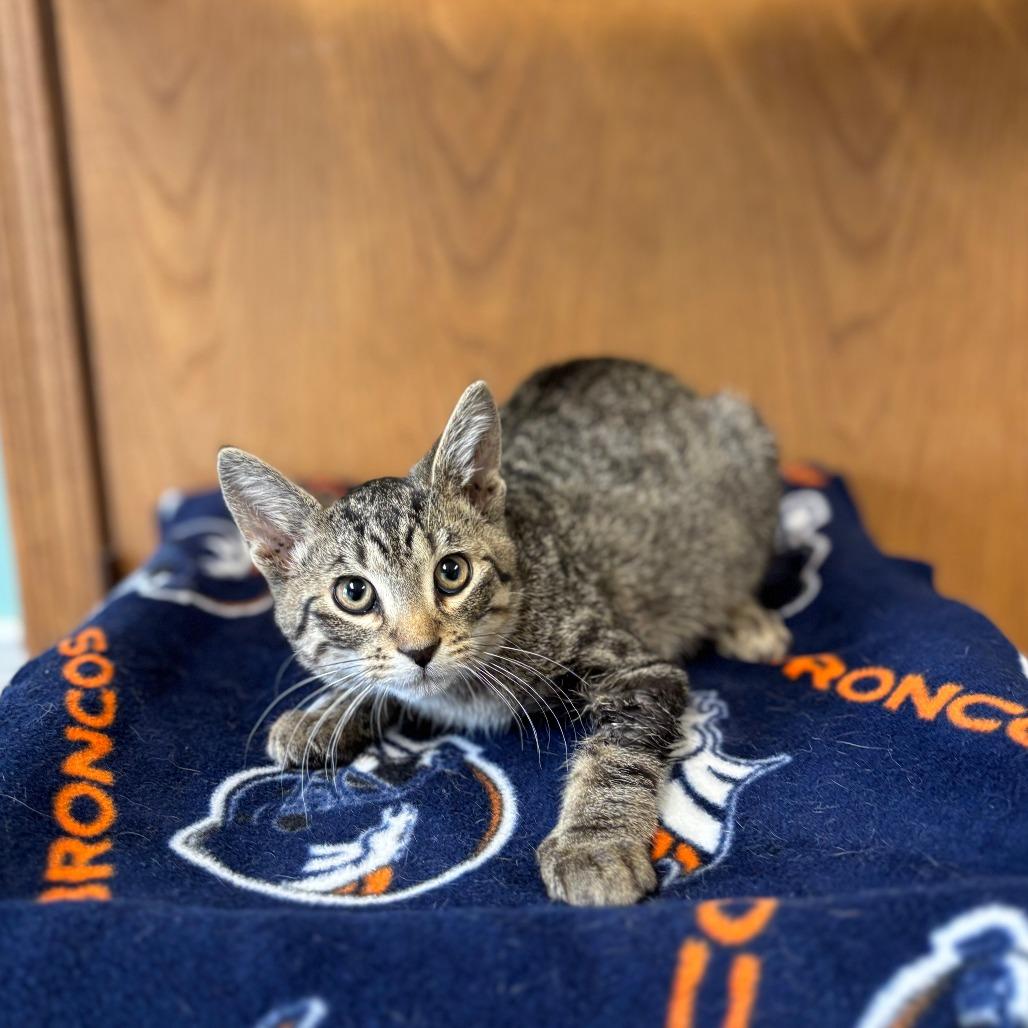 Enlarge Vinyl--In Foster, a Adoptable Domestic Short Hair in Fargo, ND image 5/6