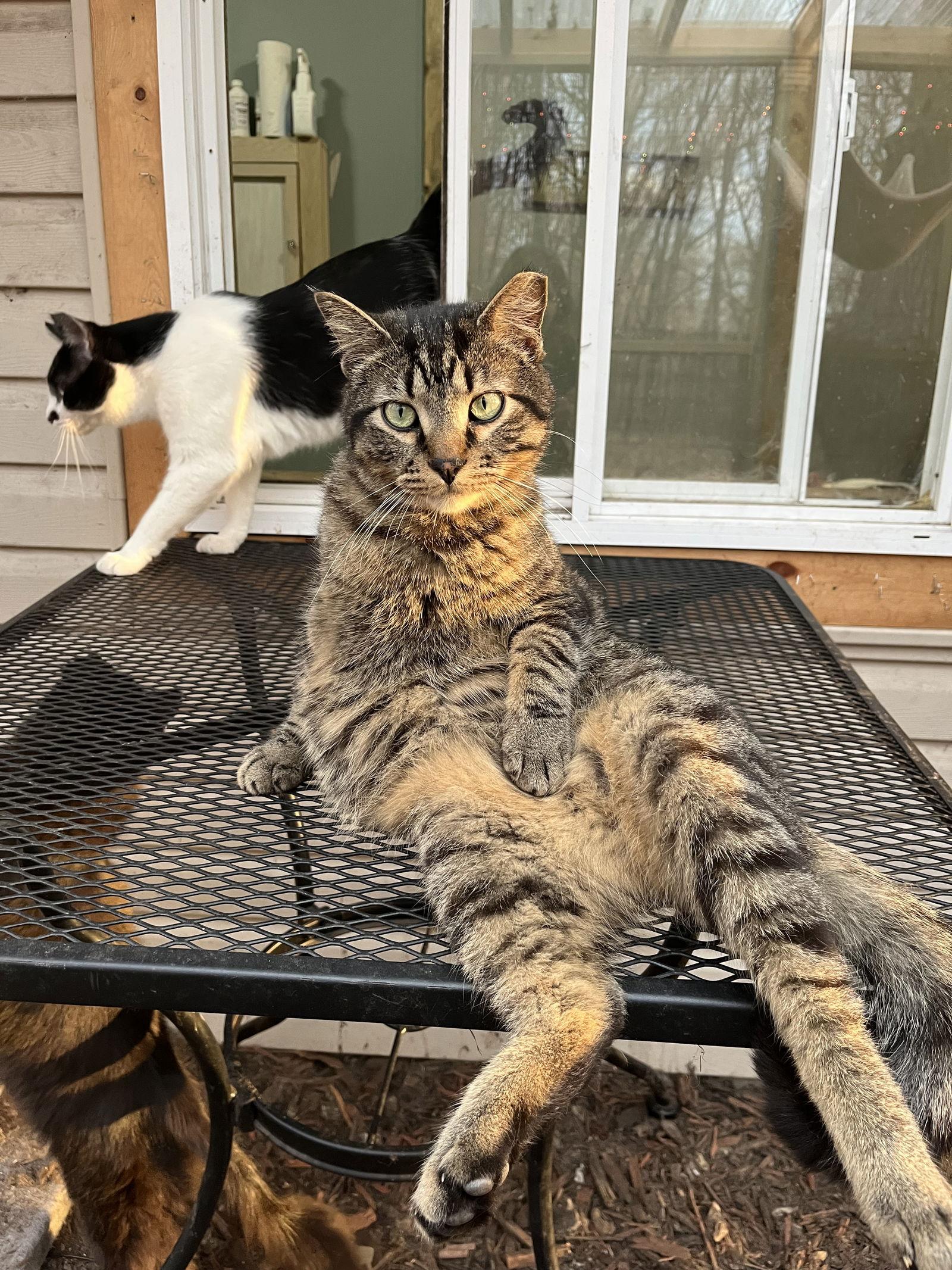 Barney, Adoptable, Adult Male Domestic Short Hair.