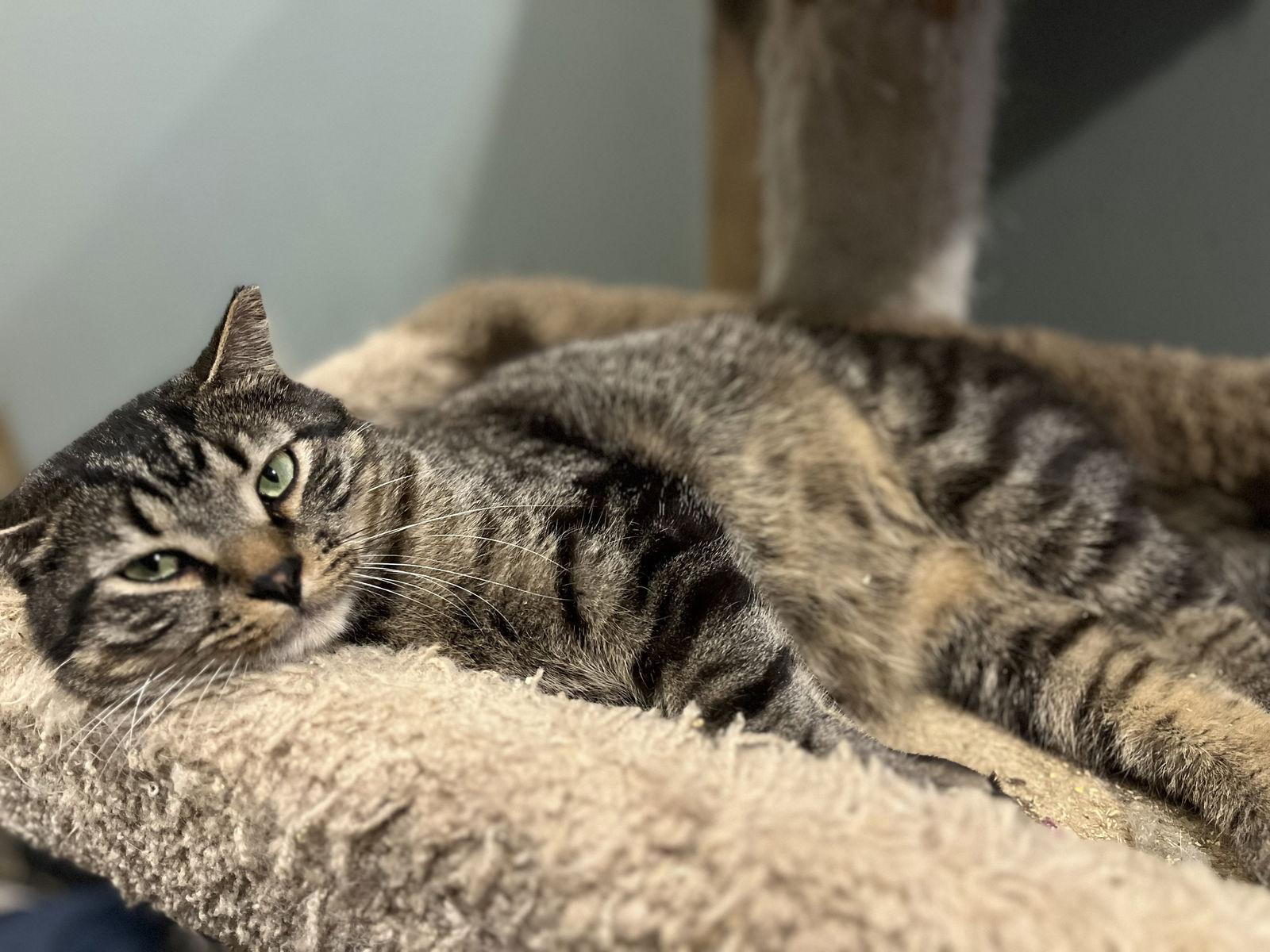 Enlarge Barney, a Adoptable Domestic Short Hair in Zimmerman, MN image 2/2