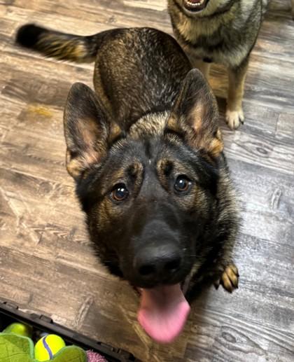 Jam, Adoptable, Young Female German Shepherd Dog & Mixed Breed.