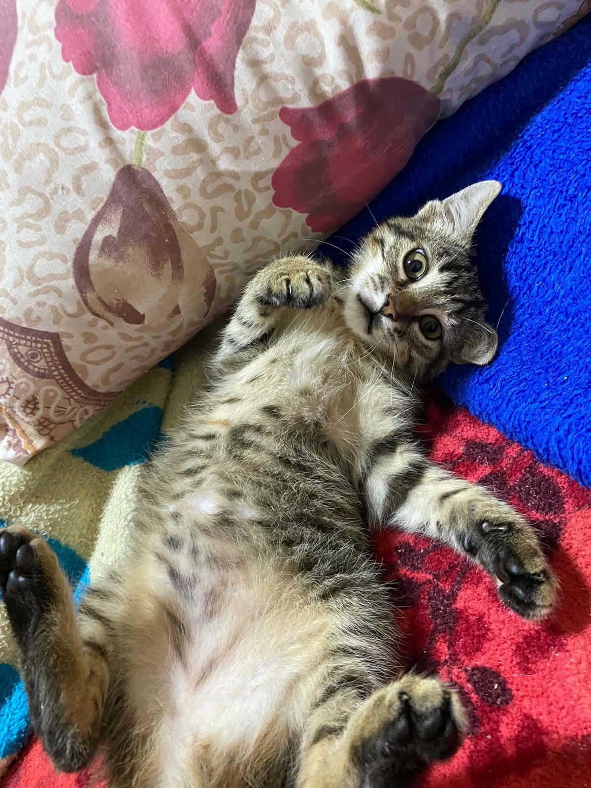 Enlarge Coco B- Claire Weatherhead, an adopted Egyptian Mau in Brampton, ON image 4/5