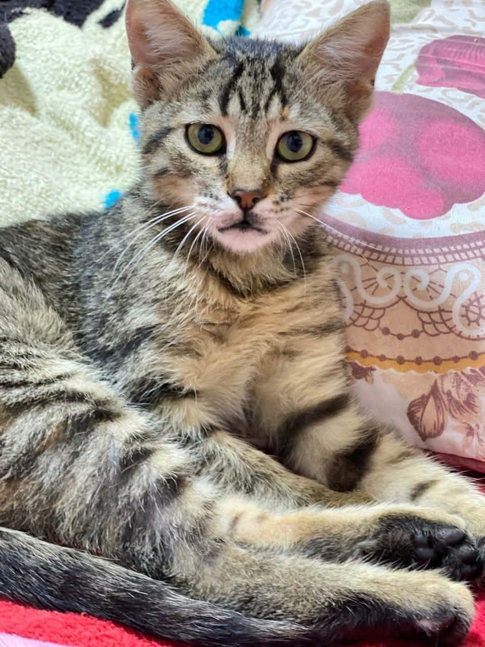 Enlarge Coco B- Claire Weatherhead, an adopted Egyptian Mau in Brampton, ON image 5/5