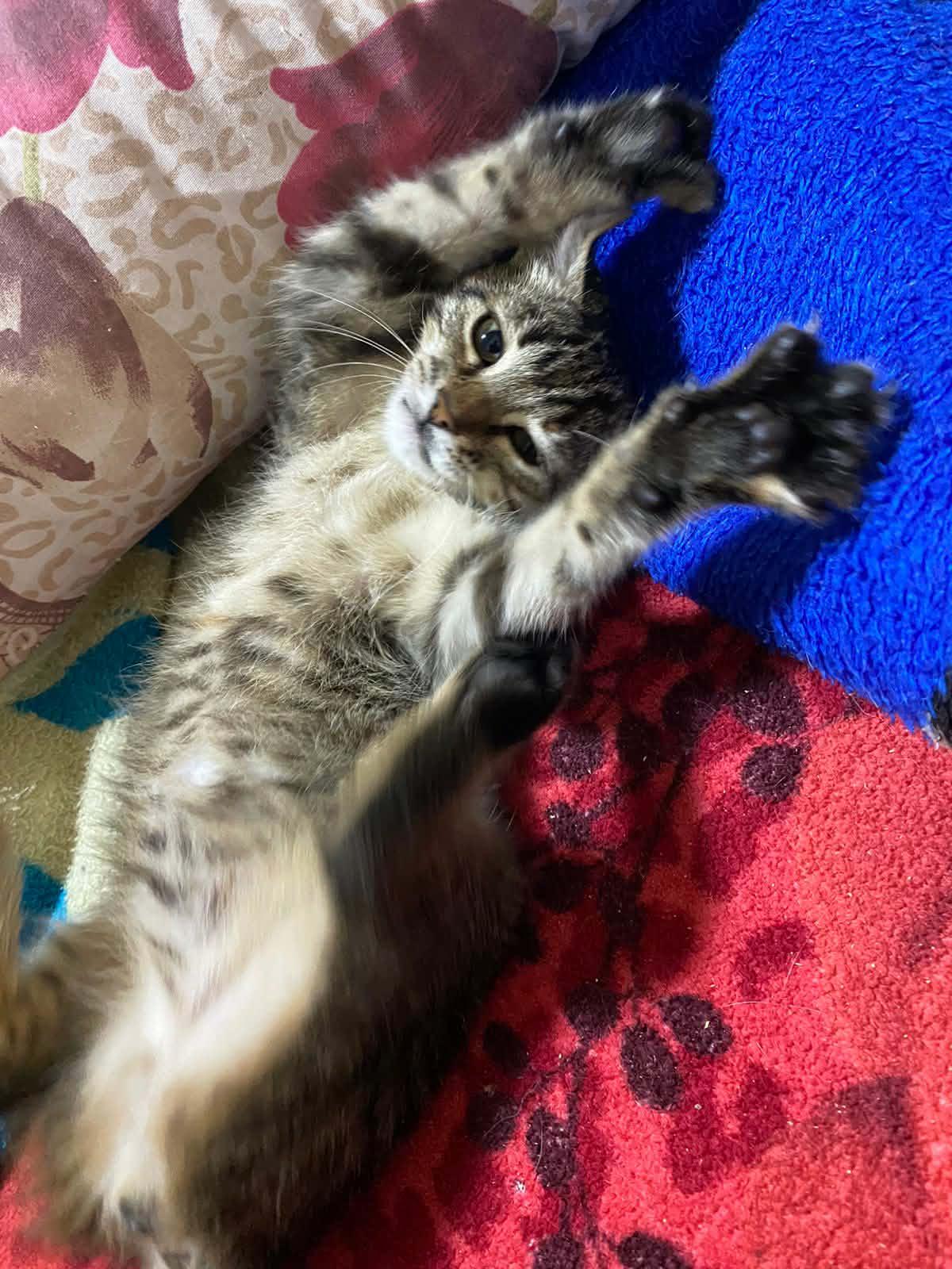 Enlarge Coco B- Claire Weatherhead, an adopted Egyptian Mau in Brampton, ON image 3/5