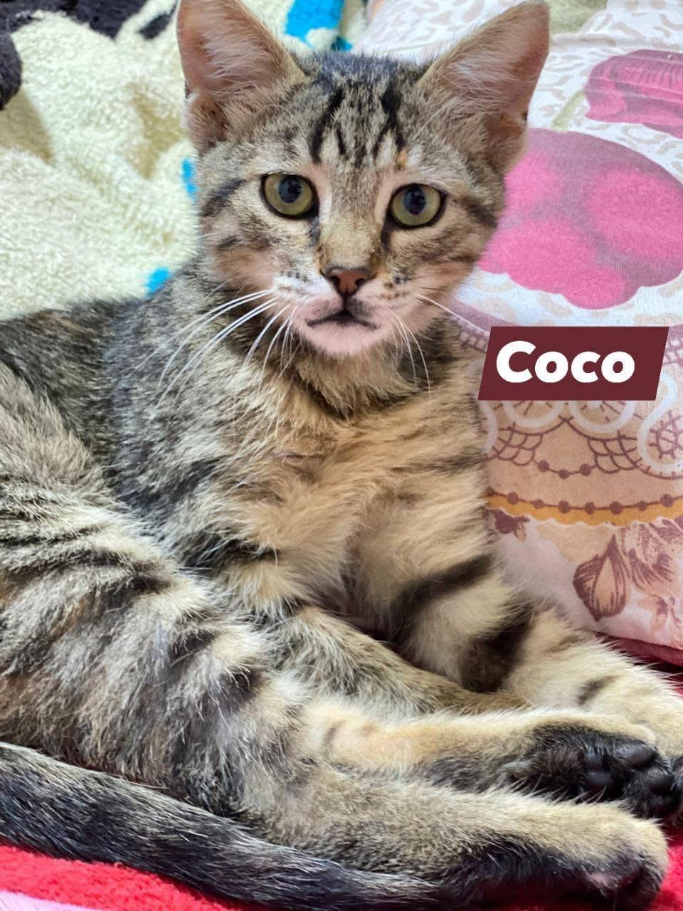 Enlarge Coco B- Claire Weatherhead, an adopted Egyptian Mau in Brampton, ON image 1/5