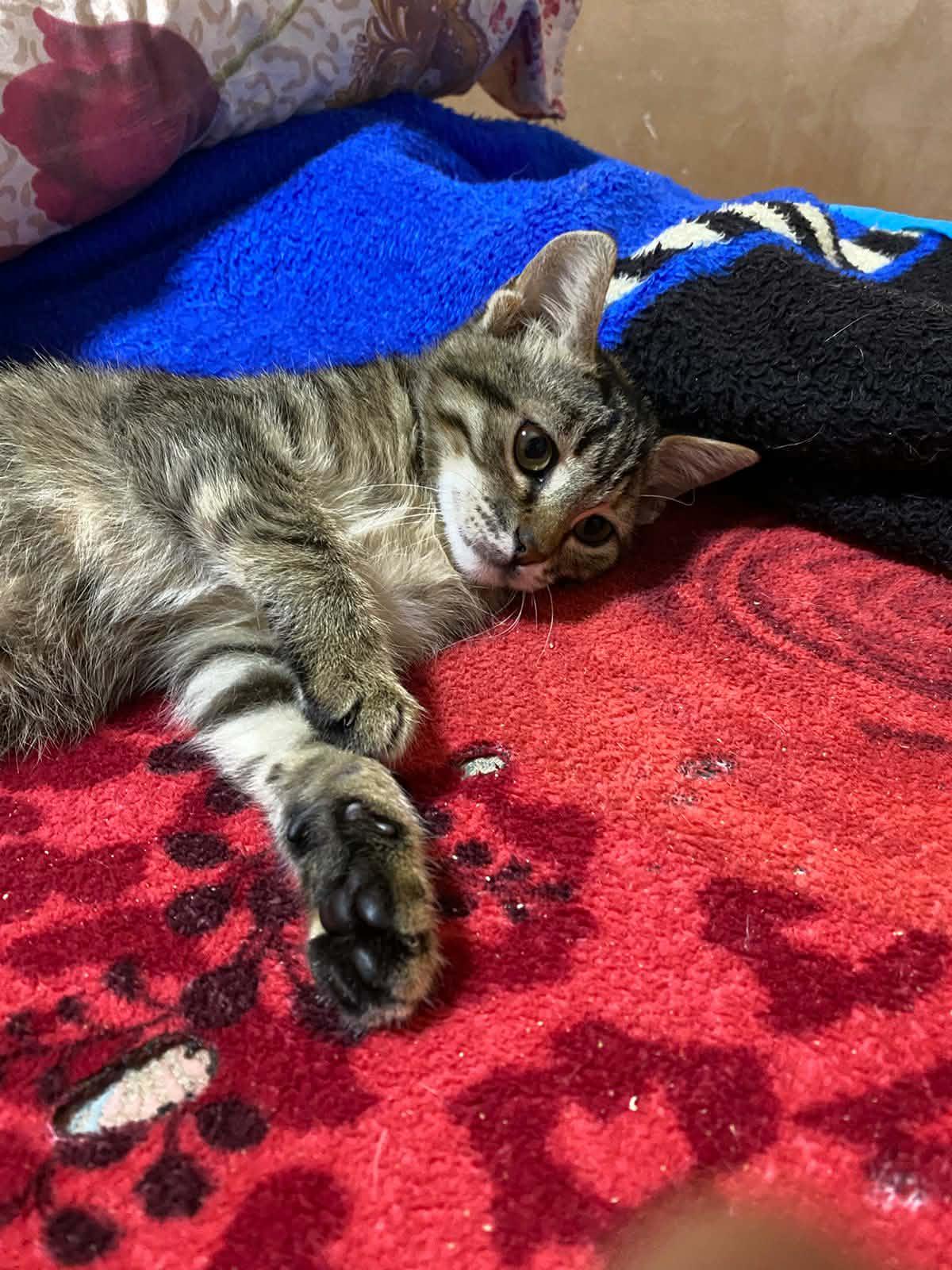 Enlarge Coco B- Claire Weatherhead, an adopted Egyptian Mau in Brampton, ON image 2/5