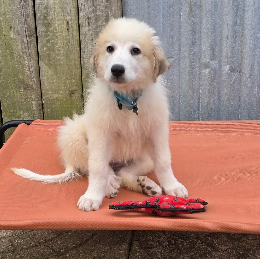 Enlarge Dixie Belle, a Adopted Great Pyrenees in Atlanta, GA image 4/6