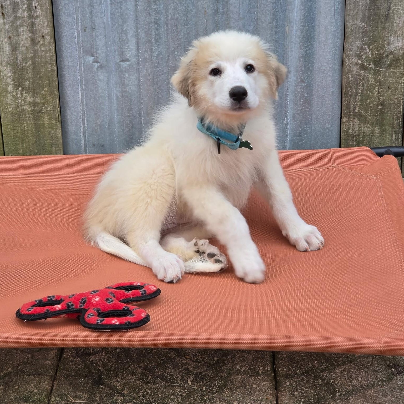 Enlarge Dixie Belle, a Adopted Great Pyrenees in Atlanta, GA image 3/6