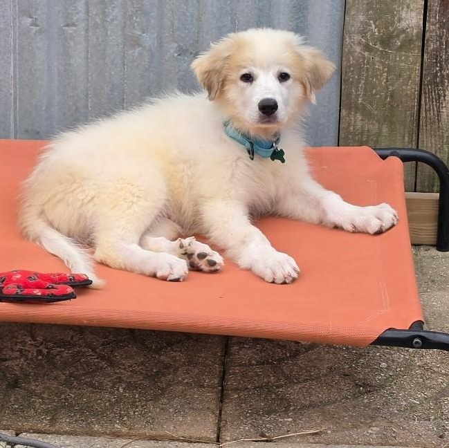 Enlarge Dixie Belle, a Adopted Great Pyrenees in Atlanta, GA image 1/6