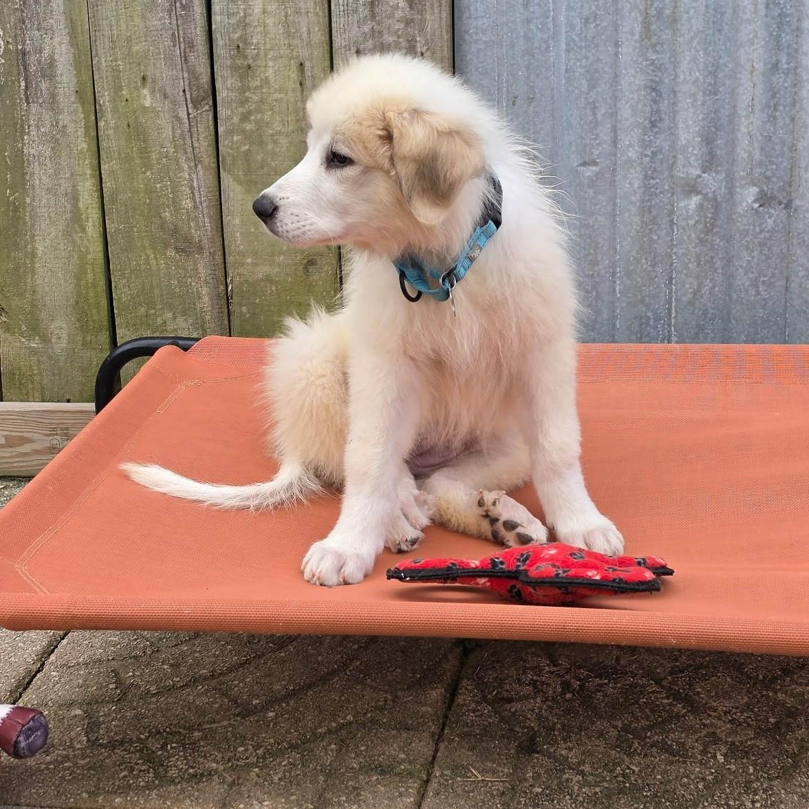 Enlarge Dixie Belle, a Adopted Great Pyrenees in Atlanta, GA image 2/6