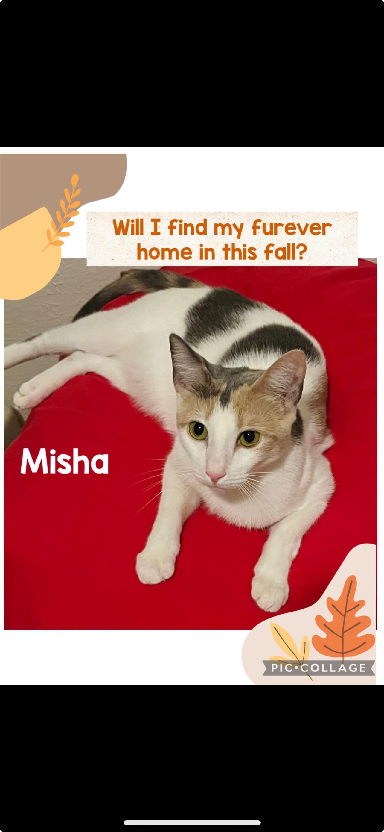 Misha