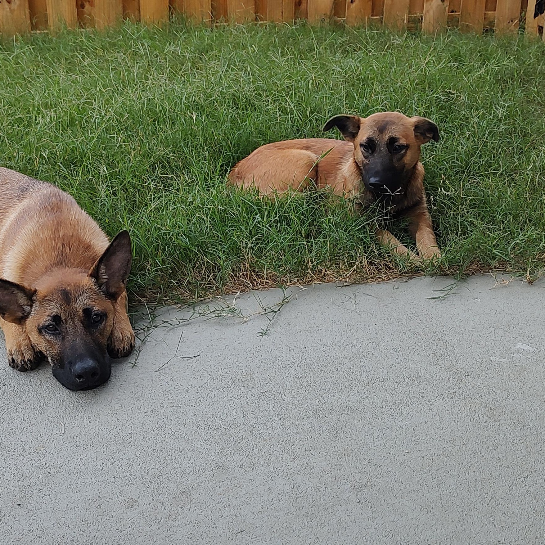 GERTIE photo 3