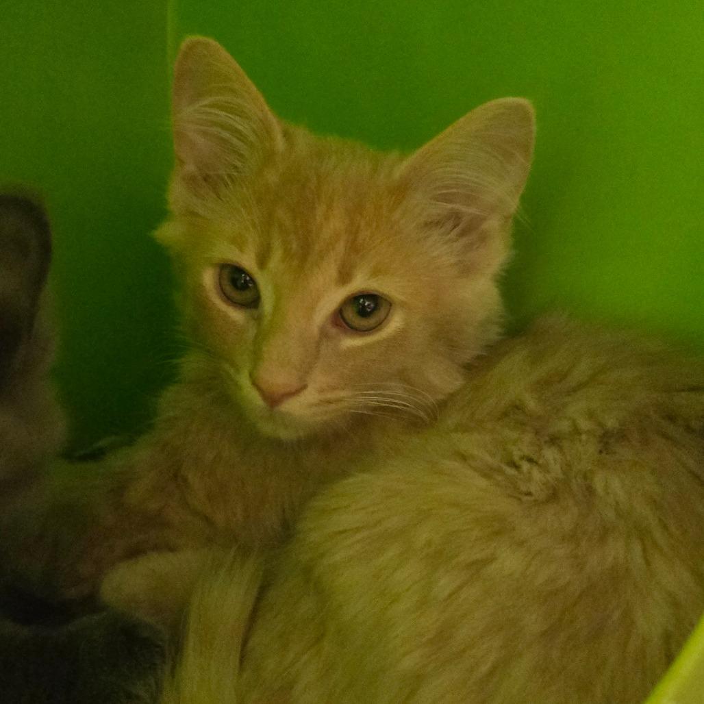 France, Adoptable, Kitten Male Domestic Long Hair.