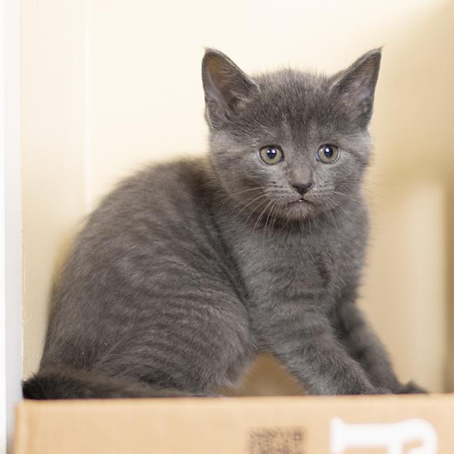 Enlarge Magellan, a ADOPTABLE Domestic Short Hair in Chicago, IL image 2/4