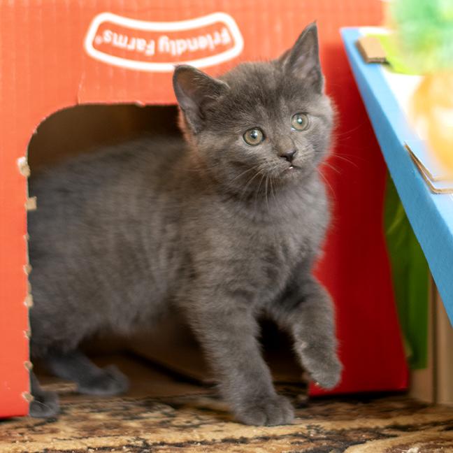 Enlarge Magellan, a ADOPTABLE Domestic Short Hair in Chicago, IL image 3/4