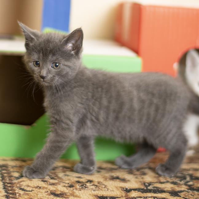 Enlarge Magellan, a ADOPTABLE Domestic Short Hair in Chicago, IL image 4/4