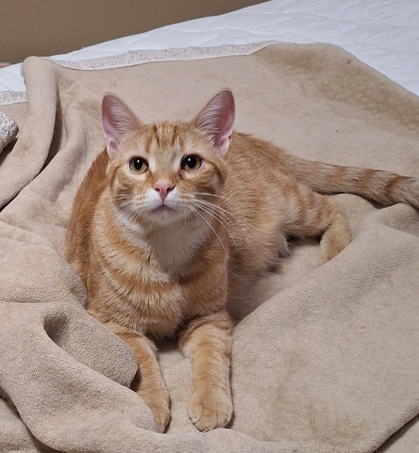 Piper, Adoptable, Young Male Domestic Short Hair.