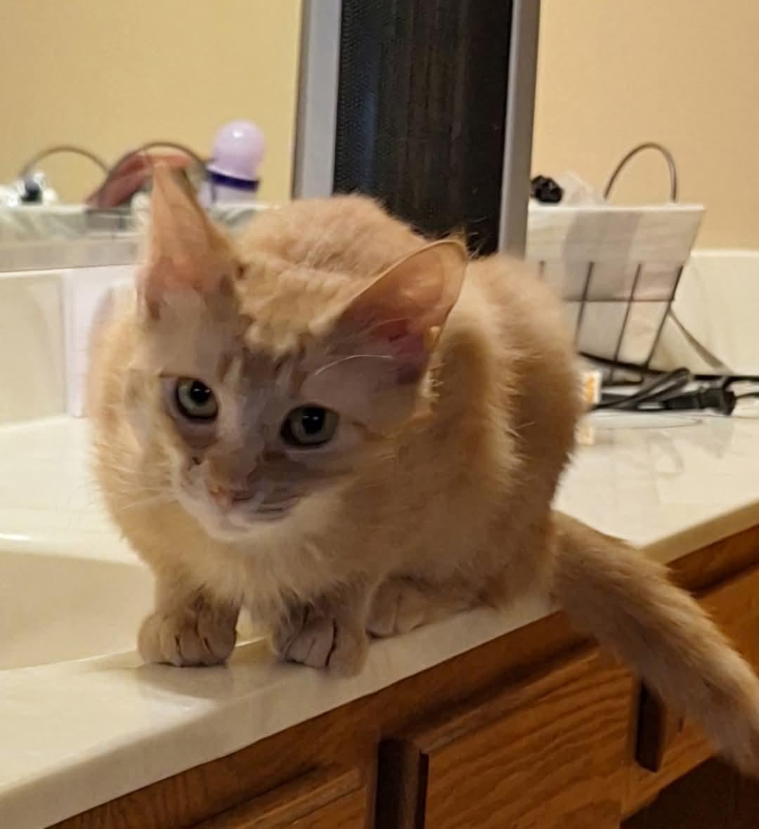 Piper, an adoptable Domestic Short Hair Mix in Dyer, IN_image-1