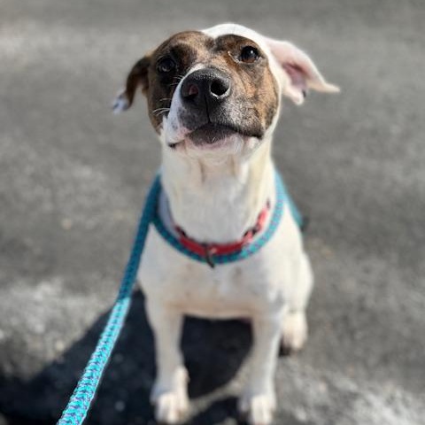 MERYL, a Adoptable mixed breed in Cranston, RI image 1/3