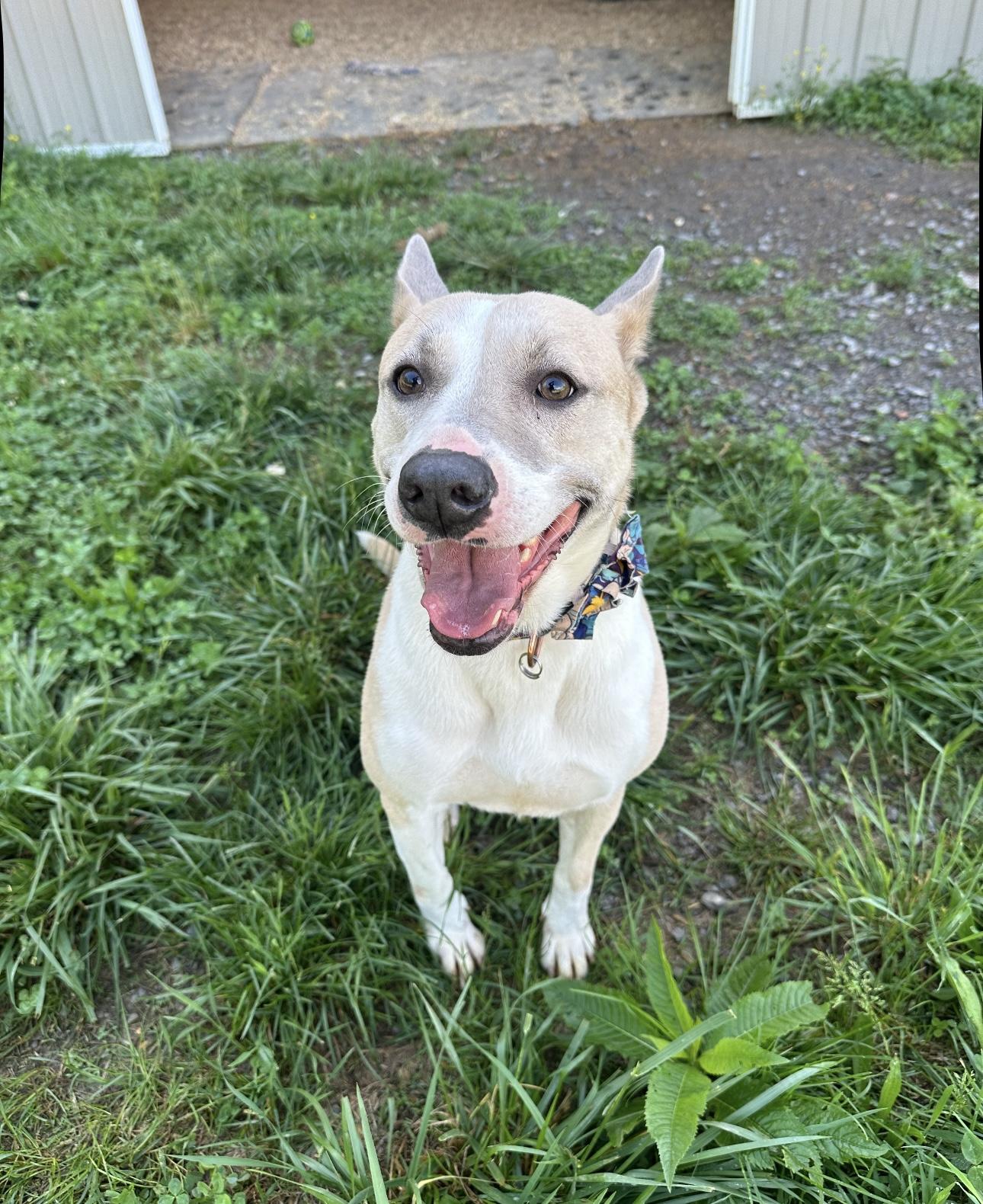 Daphne