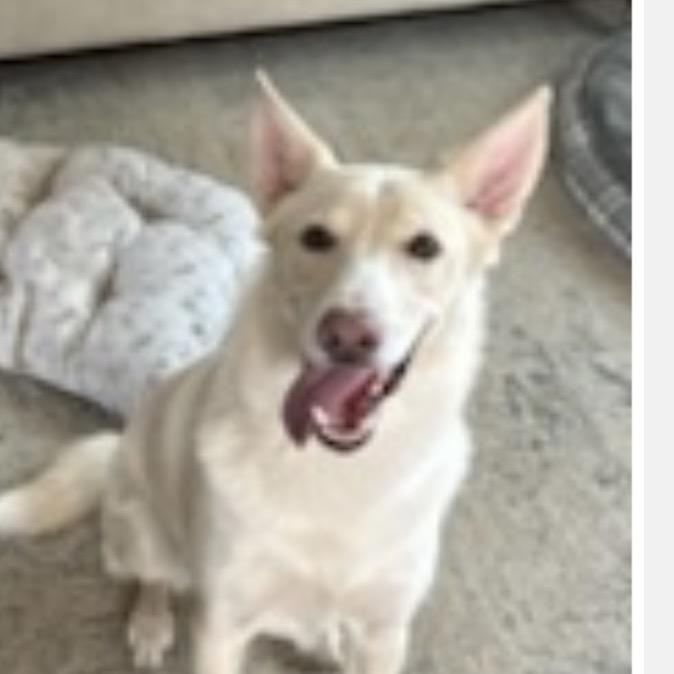 Zeke, Adoptable, Adult Male German Shepherd Dog.