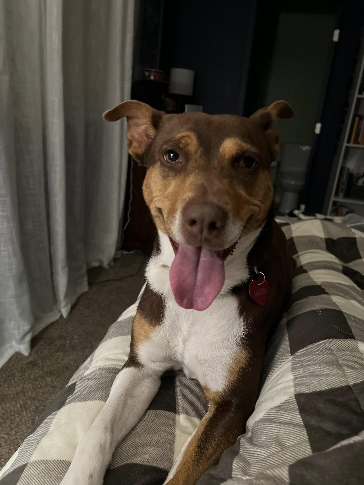 Dakota, ADOPTABLE, Young Female Doberman Pinscher.