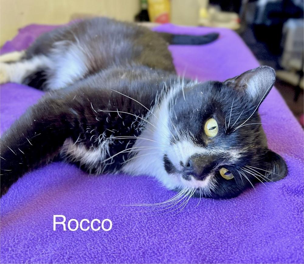 Enlarge Rocco, a Adoptable Domestic Short Hair in Chalfont, PA image 1/6