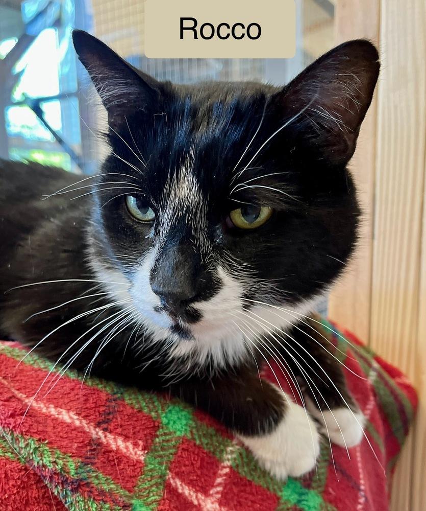 Enlarge Rocco, a Adoptable Domestic Short Hair in Chalfont, PA image 2/6