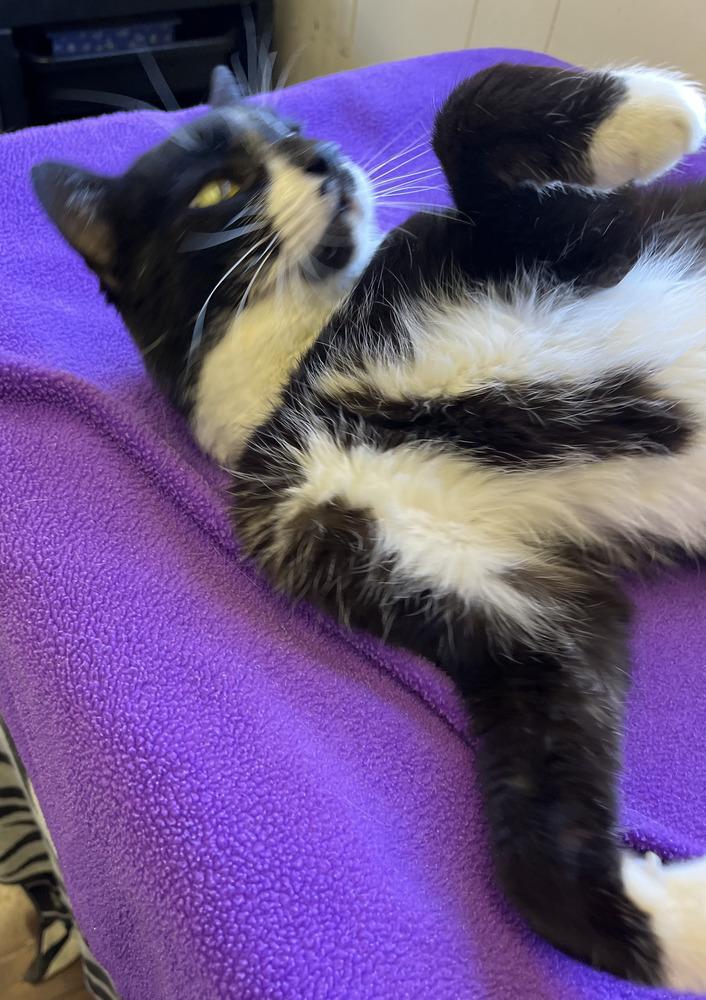 Enlarge Rocco, a Adoptable Domestic Short Hair in Chalfont, PA image 5/6