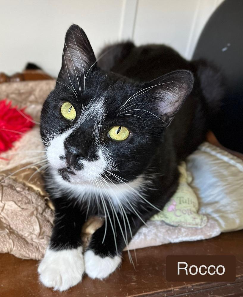 Enlarge Rocco, a Adoptable Domestic Short Hair in Chalfont, PA image 6/6