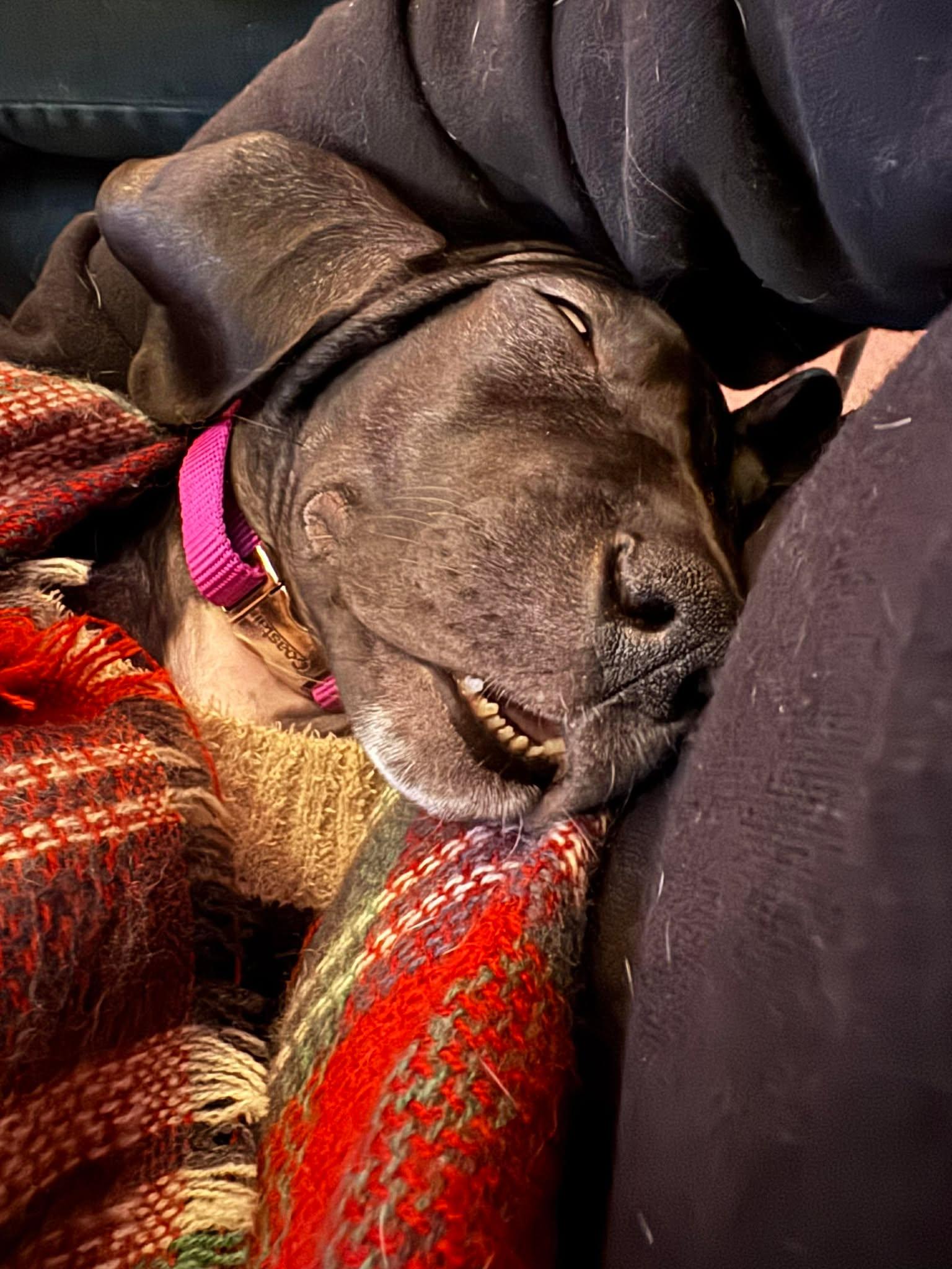 Enlarge Pearl, an adopted Great Dane in Lakeland, FL image 6/6